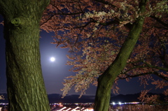 満月と桜