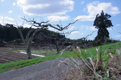 山の畑