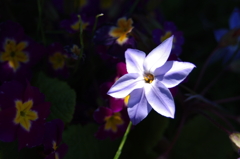 紫の野花