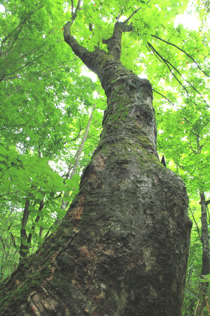 tree