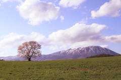 岩手山と一本桜２