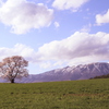 岩手山と一本桜２