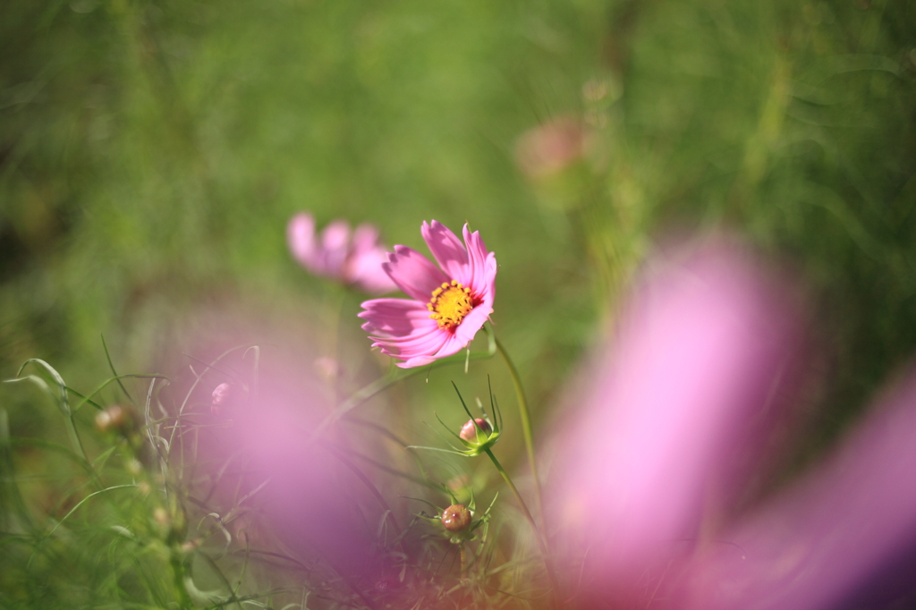 秋桜