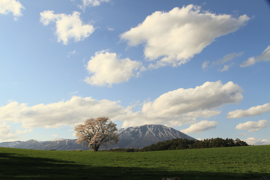 孤高の桜