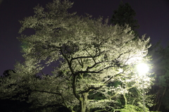 夜桜６