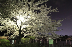 夜桜
