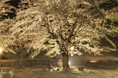 夜桜