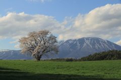 岩手山と一本桜１