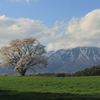 岩手山と一本桜１