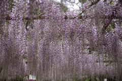 先っぽがまだまだ寂しい・・