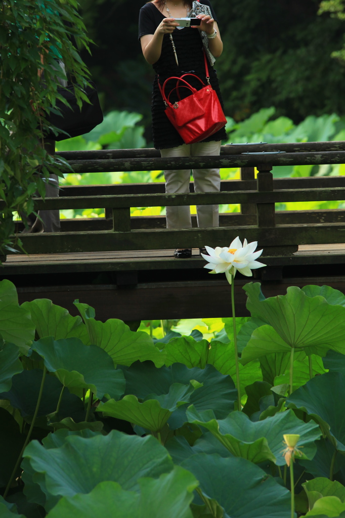 美白ﾓﾃﾞﾙ