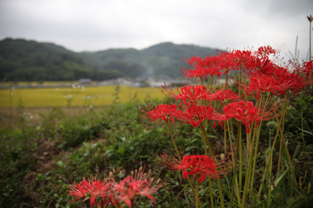 秋の田舎道