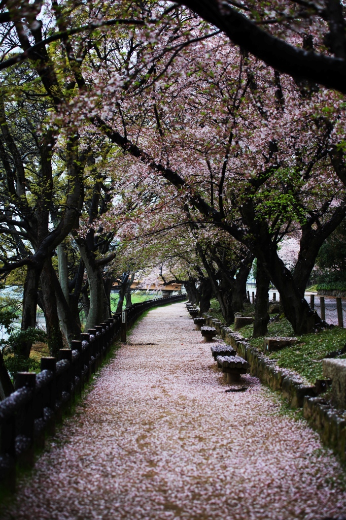 少し時期遅れの桜道