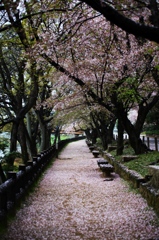 少し時期遅れの桜道