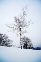 雪と白樺