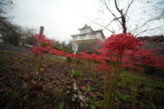 雨と彼岸花