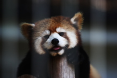 レッサーパンダ