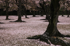 地面の花見