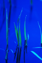 田植え