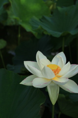 ハスの花