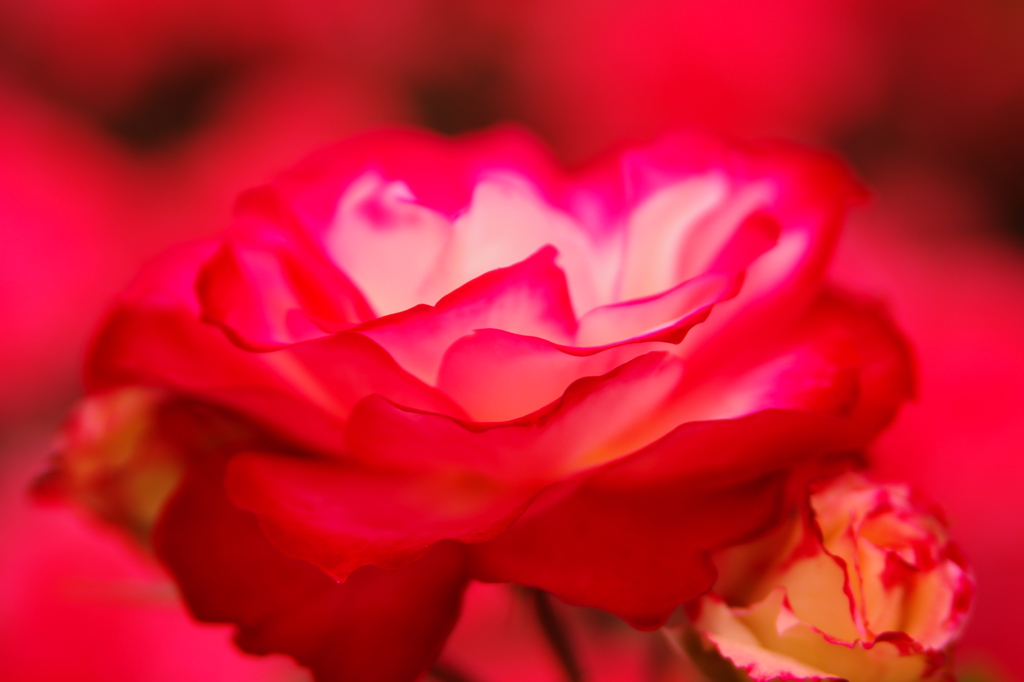 薔薇