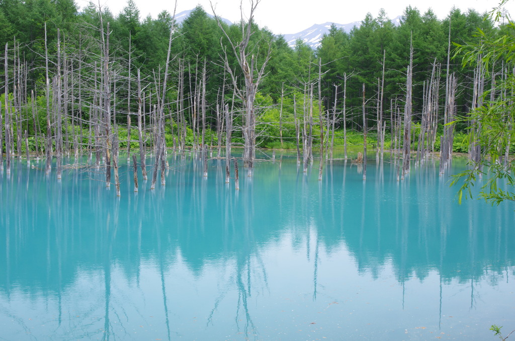 青い池