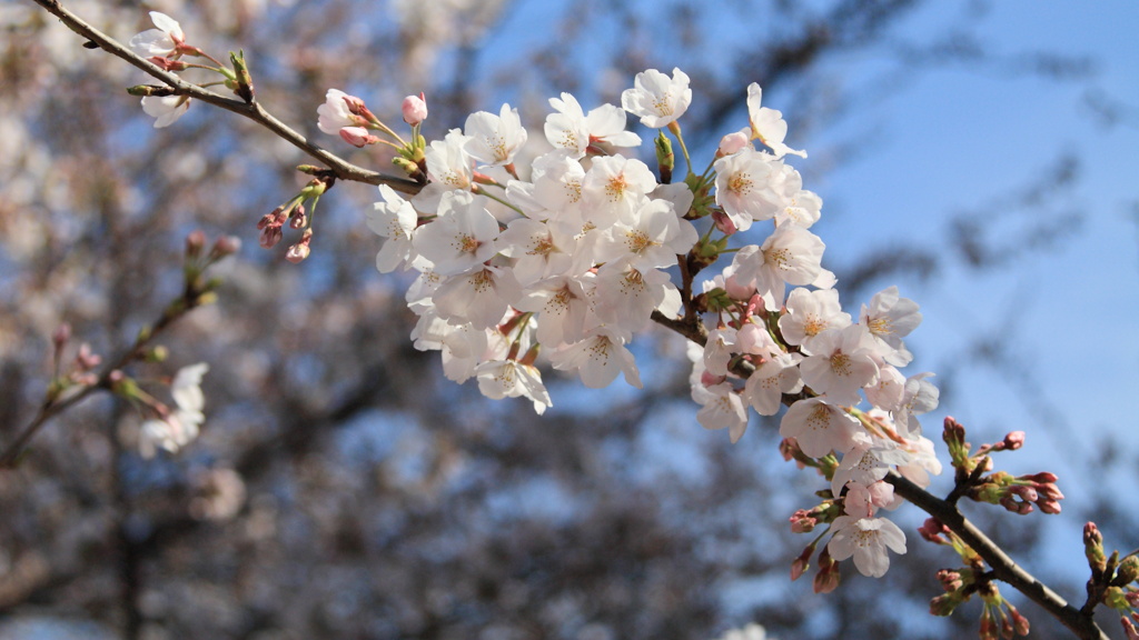 桜