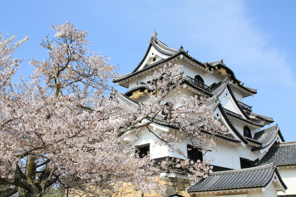 国宝の彦根城と桜