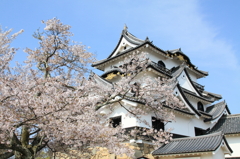 国宝の彦根城と桜
