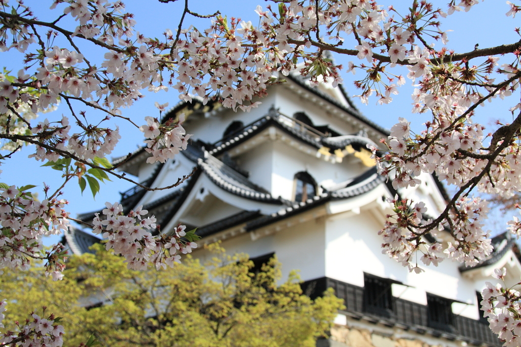 国宝の彦根城と桜