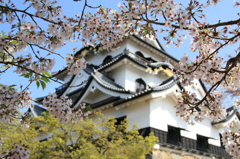 国宝の彦根城と桜