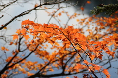 紅葉