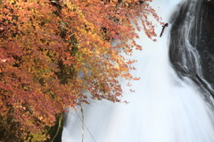 紅葉と滝