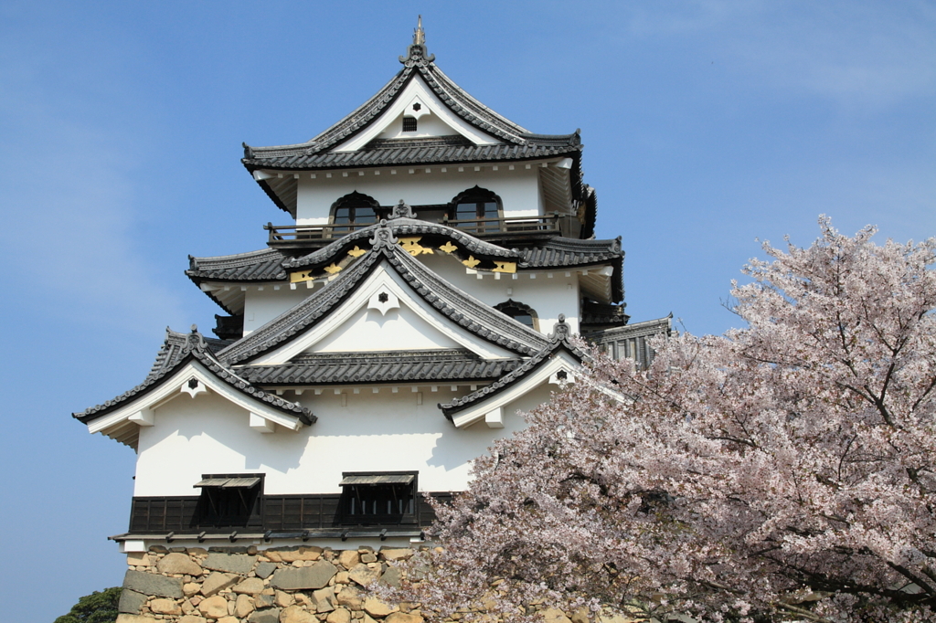 国宝の彦根城と桜