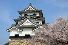 国宝の彦根城と桜