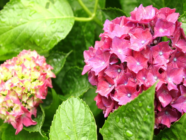 梅雨の花