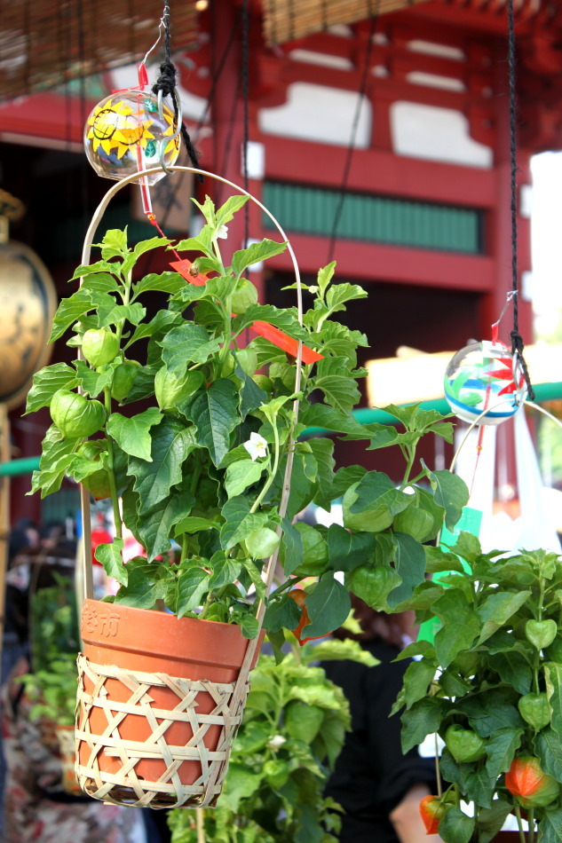浅草ほおずき市③