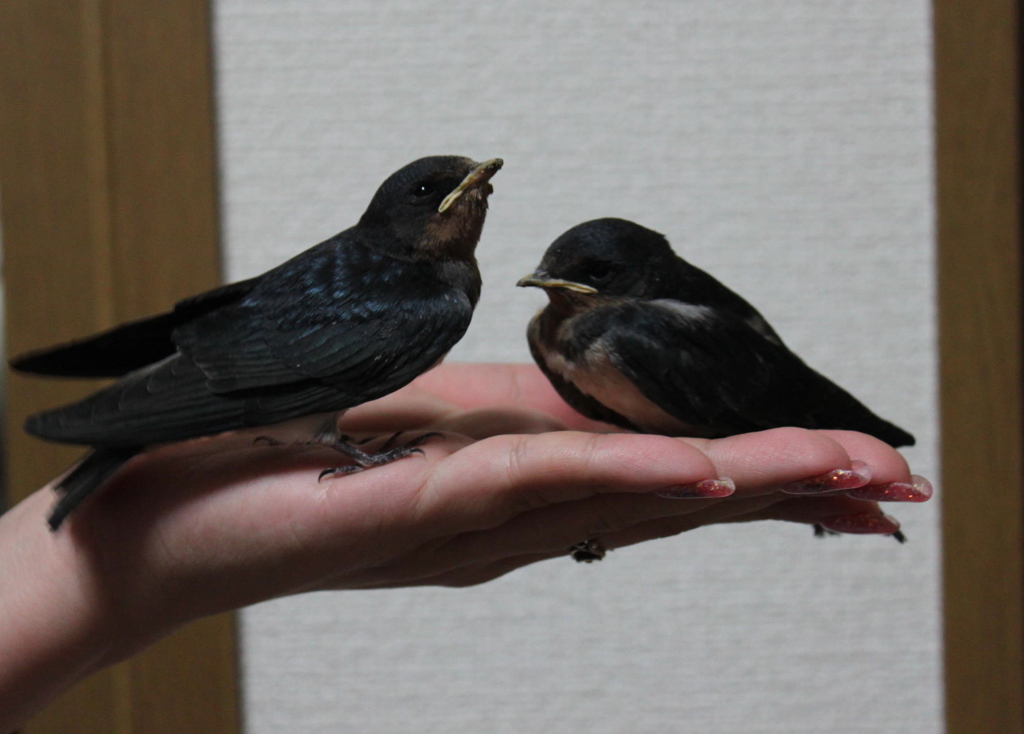 兄弟の会話②