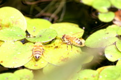 蜜より水だぁ・・・