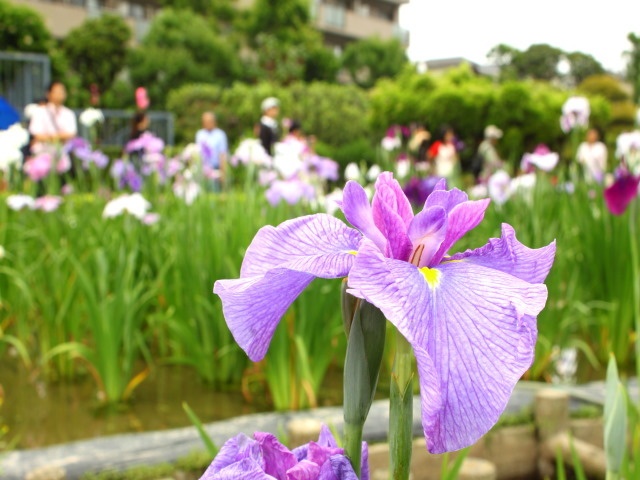 堀切菖蒲まつり