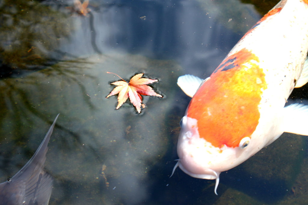 鯉と紅葉