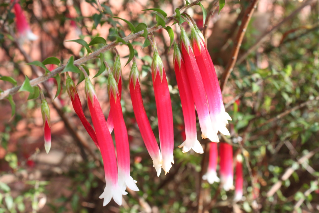 鯉のぼりの花