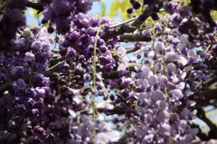 ふじの花