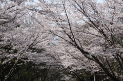 近くの公園で