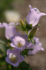 庭の花ランタン