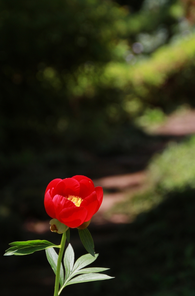 初めて紅を挿した日