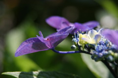 6.21 紫陽花