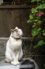 カメラと散歩　神楽坂①　花街の猫