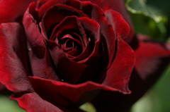 初夏への導き　薔薇