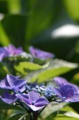 6.21 紫陽花